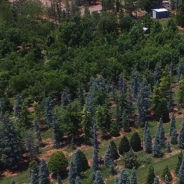 Tree Nursery Scapes Landscaping Okc Tree Nursery Scapes Landscaping Okc