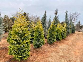 A photo of trees from scapes inc landscaping mustang ok.