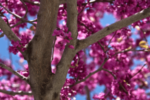 a native Oklahoma tree with pink leaves 