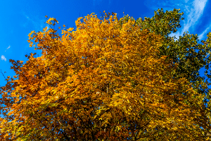 an Oklahoma tree with orange leaves an Oklahoma tree with orange leaves